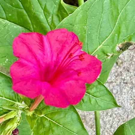 梅纳德御岭山庄酒店 * 阳光海滩