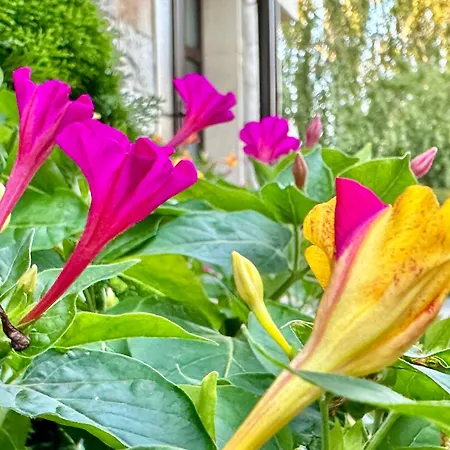 别墅 梅纳德御岭山庄酒店 *