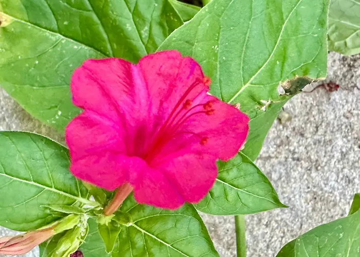 Menada Imperial Heights Villas * Slantschew brjag